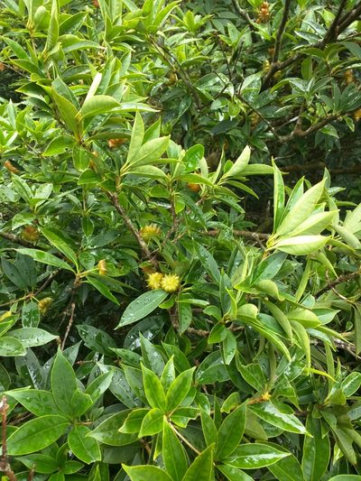 Illicium arborescens, photographed by Victor Chen