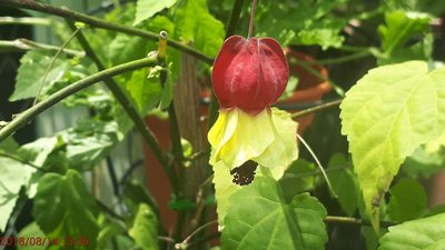 Callianthe megapotamica, photographed by Ong Jyh Seng
