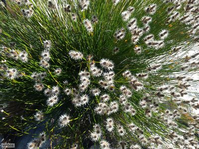 Askidiosperma capitatum, photographed by Chris Vynbos