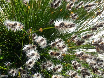 Askidiosperma capitatum, photographed by Chris Vynbos