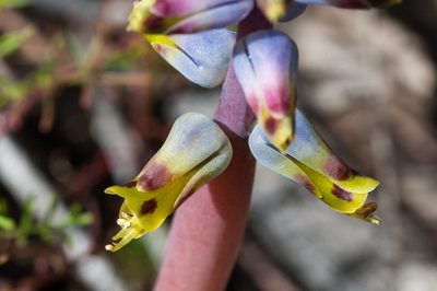 Lachenalia mutabilis, photographed by magriet b