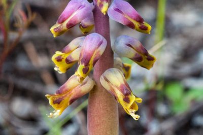 Lachenalia mutabilis, photographed by magriet b