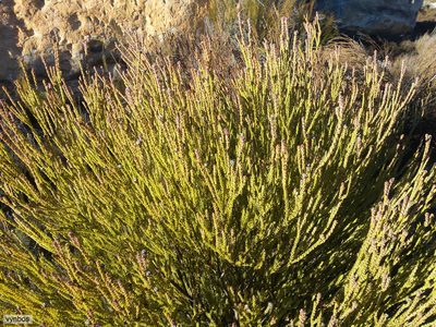 Leucadendron dubium, photographed by Chris Vynbos