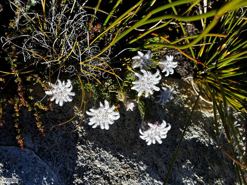 Phylica plumigera, photographed by Chris Vynbos