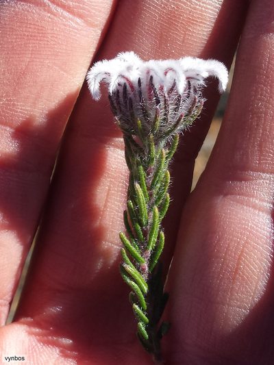 Phylica plumigera, photographed by Chris Vynbos
