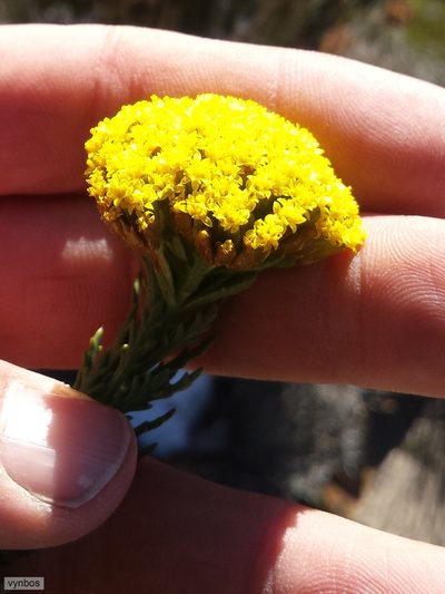 Hymenolepis dentata, photographed by Chris Vynbos