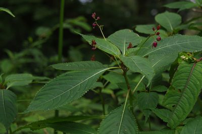 Impatiens devolii, photographed by Cheng-Te Hsu