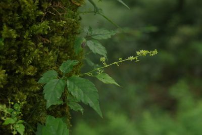 Gynostemma pentaphyllum, photographed by Cheng-Te Hsu