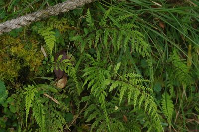 Athyrium tripinnatum, photographed by Cheng-Te Hsu