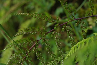 Athyrium tripinnatum, photographed by Cheng-Te Hsu