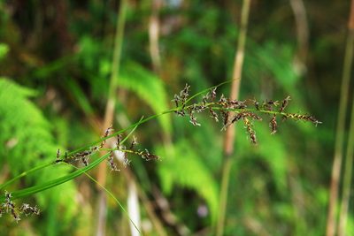 Carex filicina, photographed by Cheng-Te Hsu
