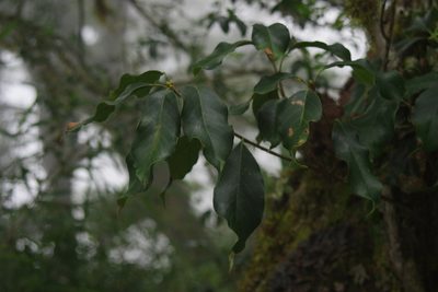 Quercus morii, photographed by Cheng-Te Hsu