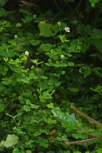 Dichocarpum adiantifolium, photographed by Cheng-Te Hsu
