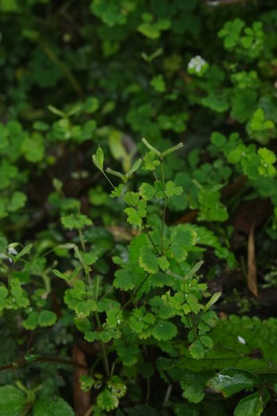 Dichocarpum adiantifolium, photographed by Cheng-Te Hsu
