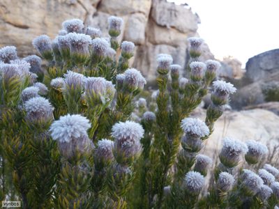 Phylica rigida, photographed by Chris Vynbos