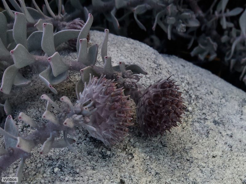 Leucospermum spathulatum, photographed by Chris Vynbos