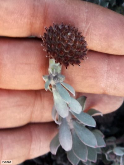 Leucospermum spathulatum, photographed by Chris Vynbos