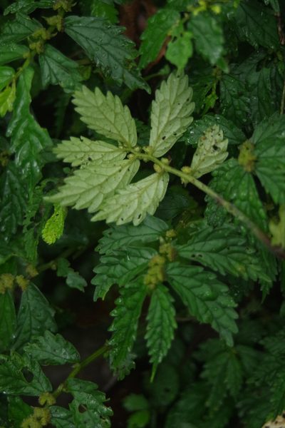 Elatostema hypoglaucum, photographed by Cheng-Te Hsu