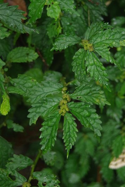 Elatostema hypoglaucum, photographed by Cheng-Te Hsu