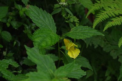 Impatiens tayemonii, photographed by Cheng-Te Hsu