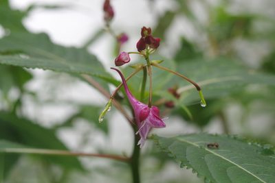 Impatiens devolii, photographed by Cheng-Te Hsu