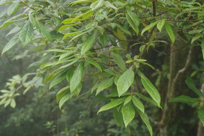 Actinodaphne mushaensis, photographed by Cheng-Te Hsu