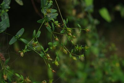 Hypericum taihezanense, photographed by Cheng-Te Hsu