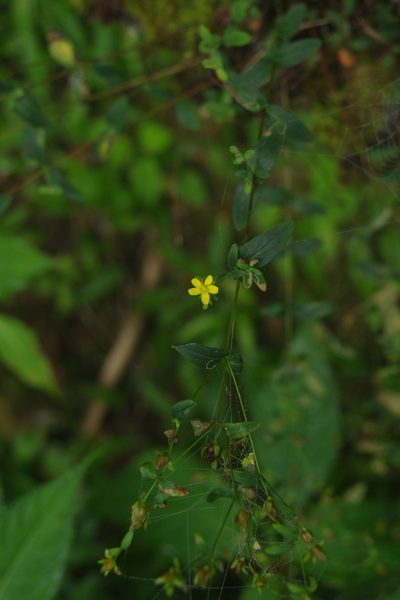 Hypericum taihezanense, photographed by Cheng-Te Hsu