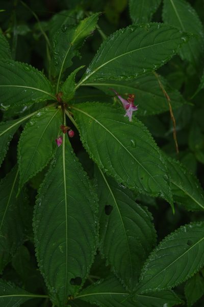 Impatiens devolii, photographed by Cheng-Te Hsu