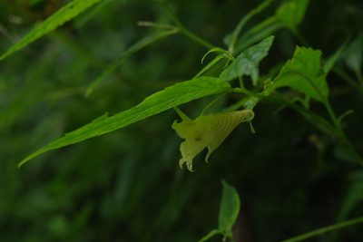 Impatiens tayemonii, photographed by Cheng-Te Hsu