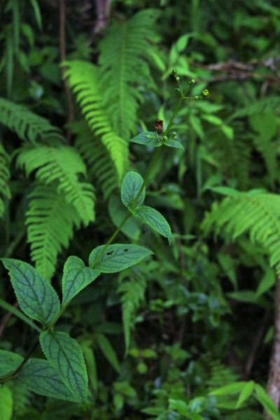 Scrophularia yoshimurae, photographed by Cheng-Te Hsu