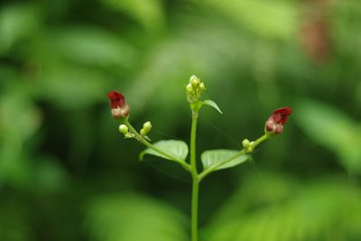 Scrophularia yoshimurae, photographed by Cheng-Te Hsu
