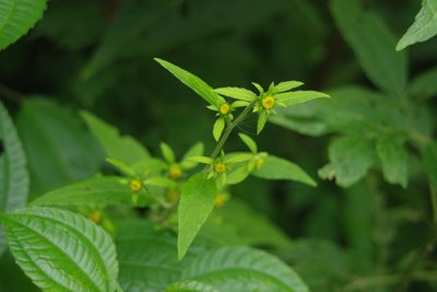 Carpesium nepalense, photographed by Cheng-Te Hsu