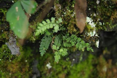 Asplenium laciniatum, photographed by Cheng-Te Hsu