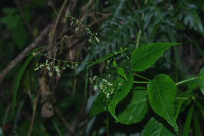 Circaea erubescens, photographed by Cheng-Te Hsu