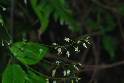 Circaea erubescens, photographed by Cheng-Te Hsu
