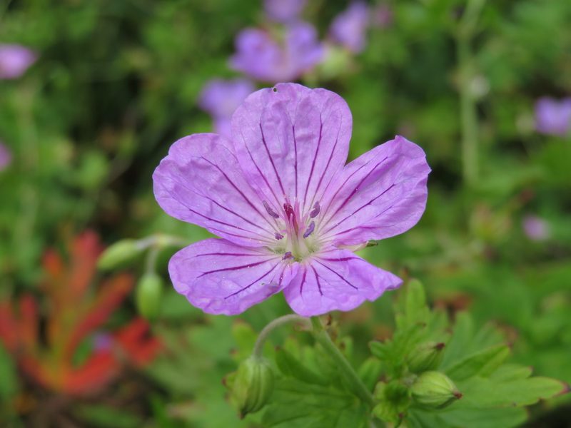 Geranium yesoense, photographed by Marco Mussita