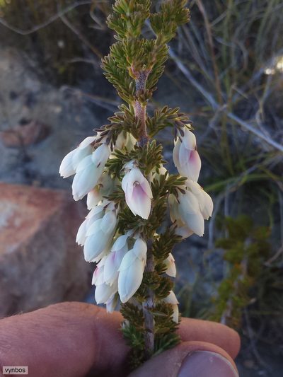 Erica monsoniana, photographed by Chris Vynbos