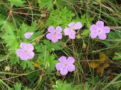Geranium yesoense, photographed by Marco Mussita