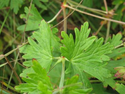 Geranium yesoense, photographed by Marco Mussita