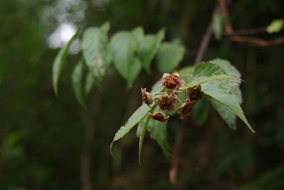 Rubus kawakamii, photographed by Cheng-Te Hsu