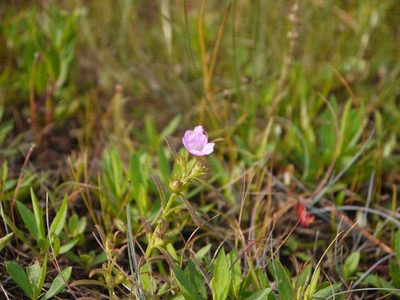 Agalinis neoscotica, photographed by Alexis Tinker-Tsavalas