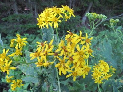 Jacobaea cannabifolia, photographed by Marco Mussita