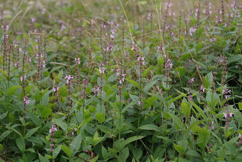 Stachys latidens, photographed by Mark Connolly