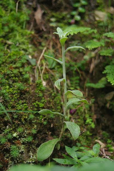 Pseudognaphalium adnatum, photographed by Cheng-Te Hsu
