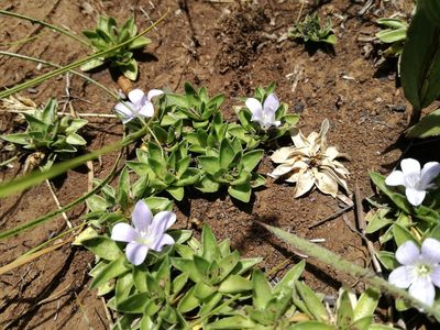 Craterocapsa tarsodes, photographed by Sandy-Lynn Steenhuisen