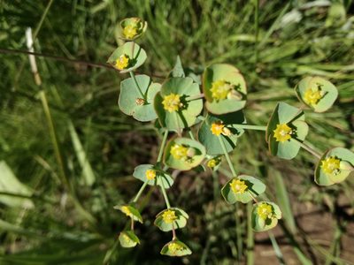 Euphorbia striata, photographed by Sandy-Lynn Steenhuisen