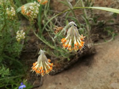 Glumicalyx nutans, photographed by Sandy-Lynn Steenhuisen