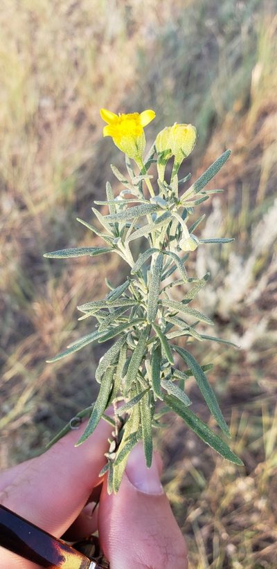 Picradeniopsis oppositifolia, photographed by Jes Gray