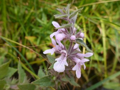 Stachys pilosa, photographed by mfeaver